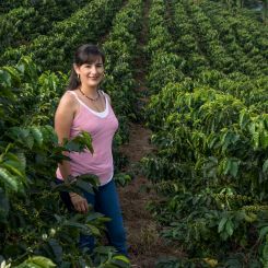 Colombia_Maytama_Maragogype_1