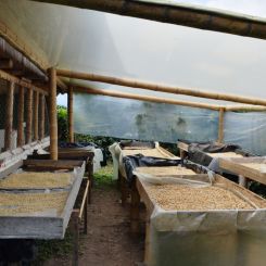 Colombia_Maytama_Maragogype_6
