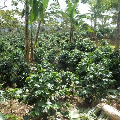 Nicaragua_Tuma_1