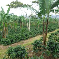 Nicaragua_Tuma_4