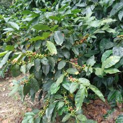 Nicaragua_Tuma_6