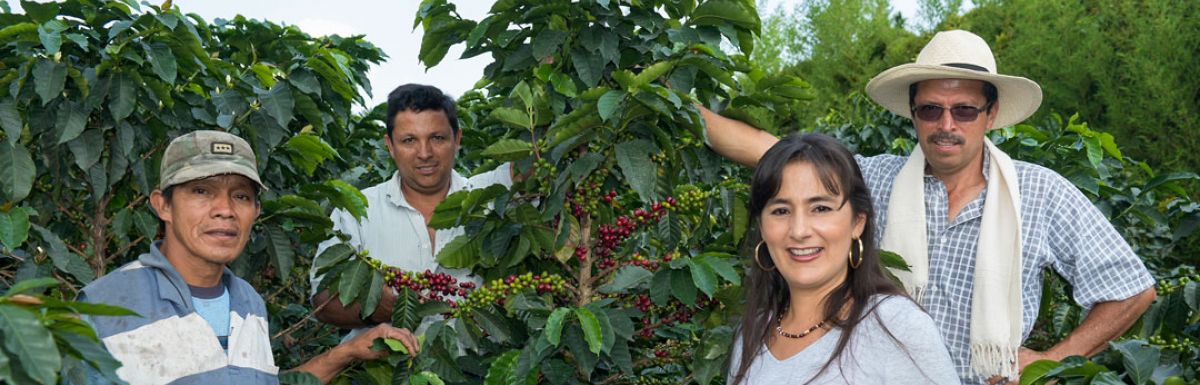 Colombia_Maytama_Maragogype_Header