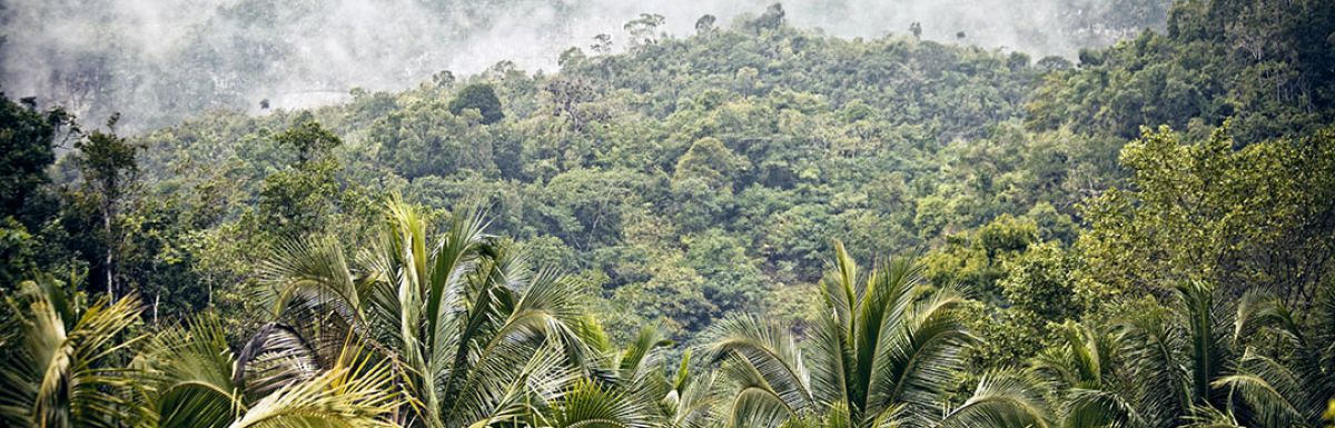 Jamaica_Blue_Mountain_